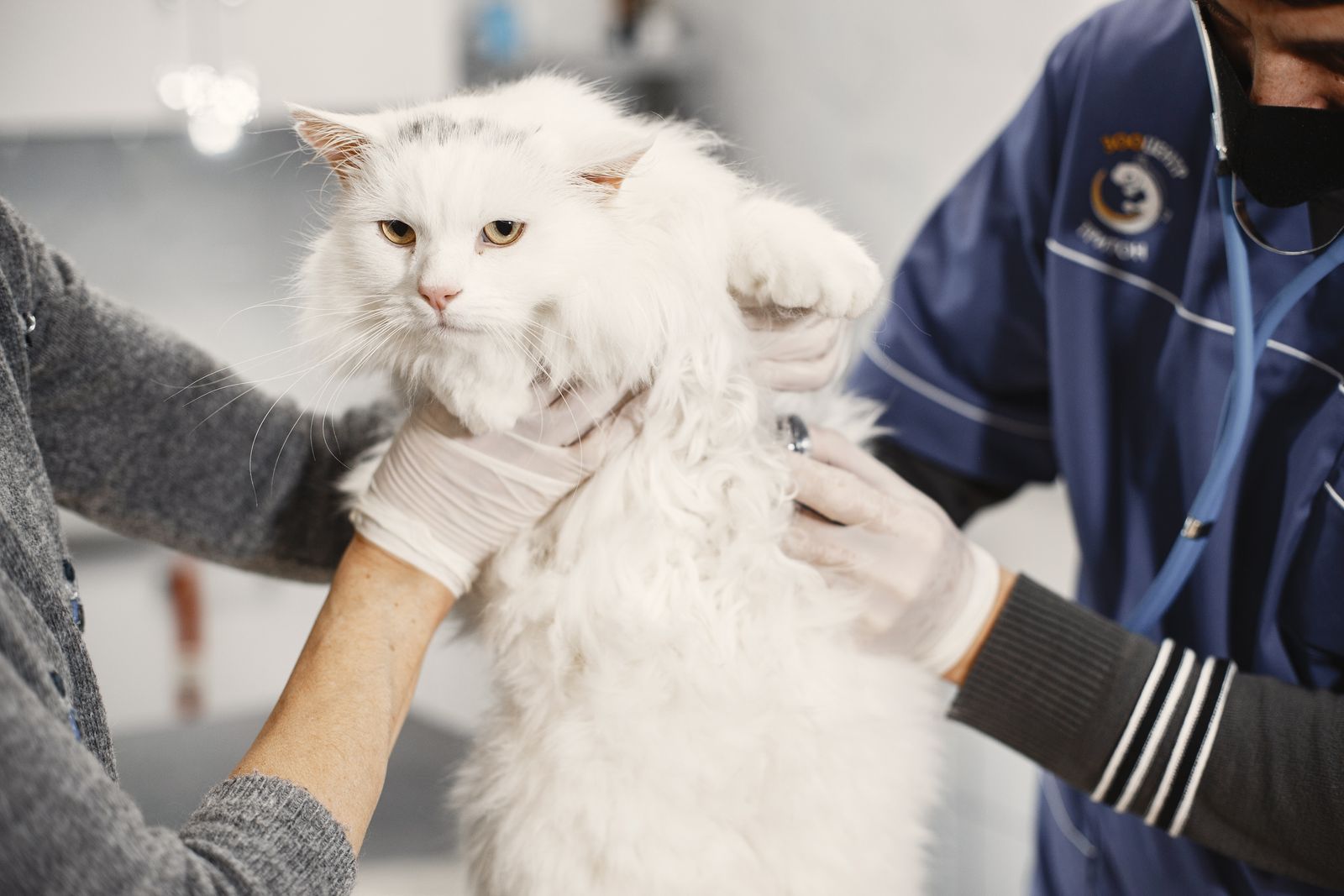 Cat being examined at a veterinary clinic