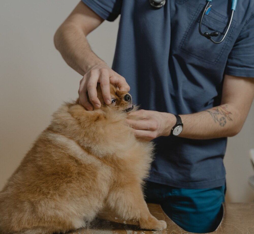 Veterinarian examining a dog during a clinic visit